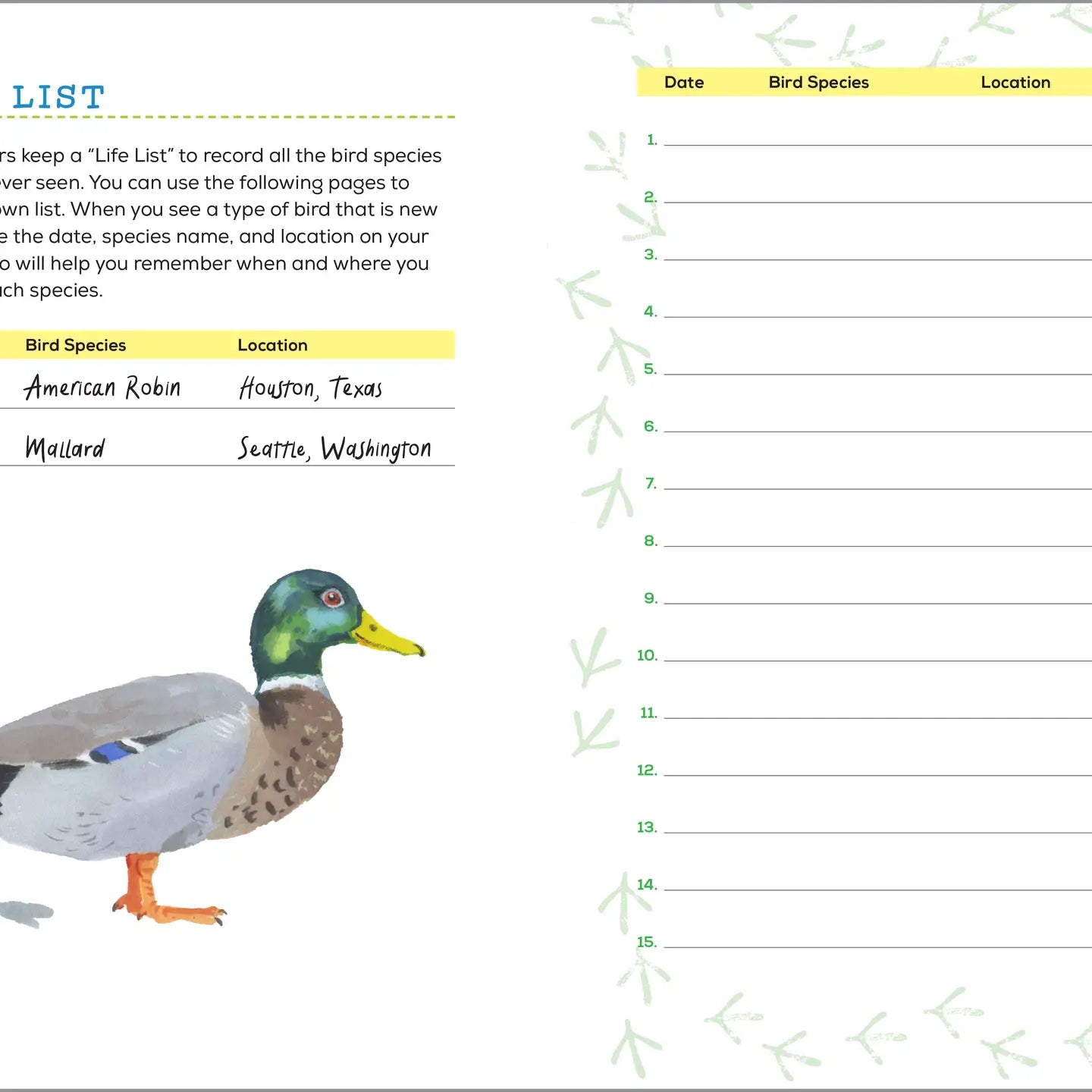 Bird Watching Book for Kids
