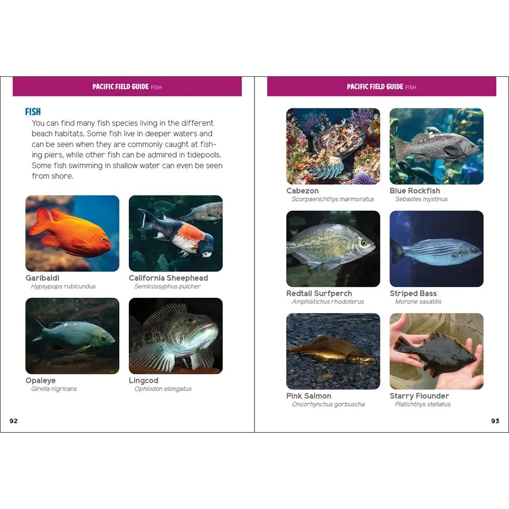 Seashells and Beachcombing for Kids