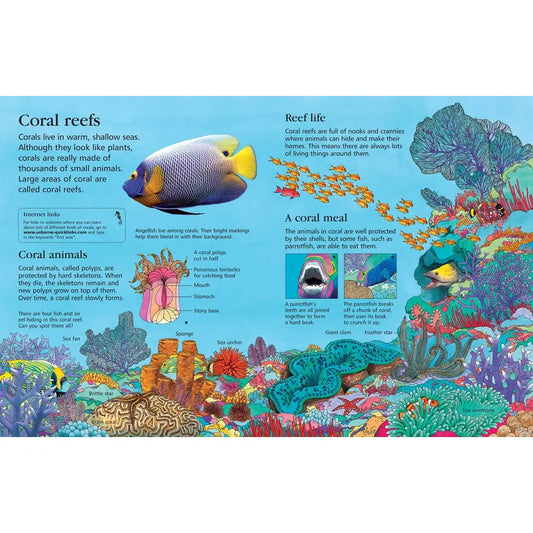 First Encyclopedia Of Seas And Oceans, Ben Denne
