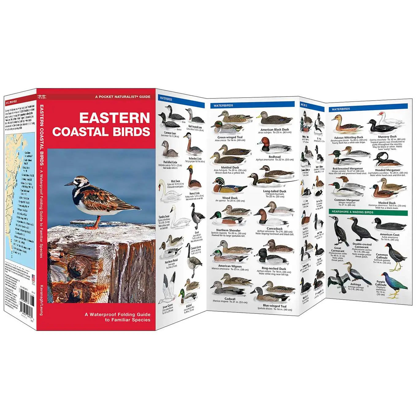 EASTERN Coastal Birds