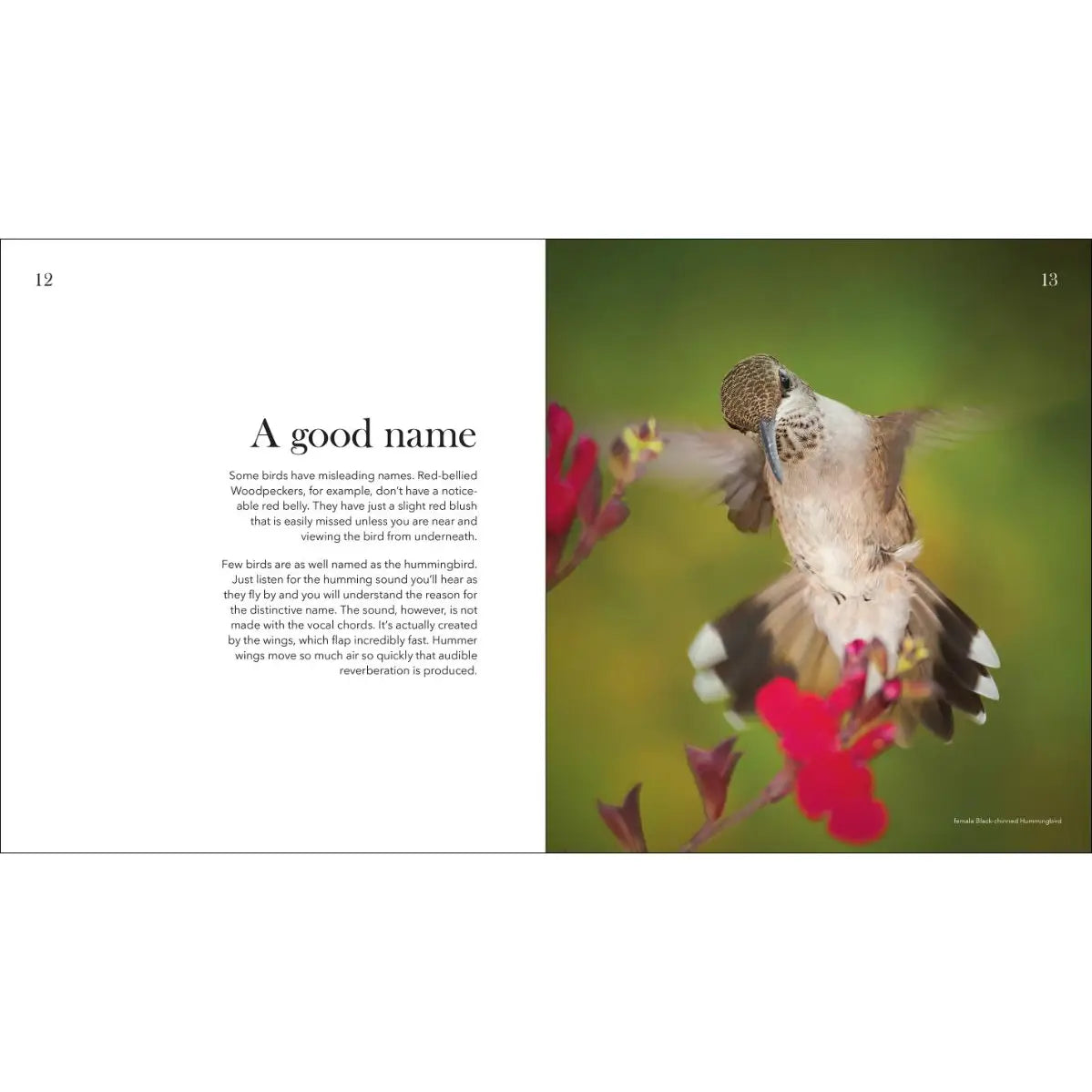 Hummingbirds: Marvels of the Bird World