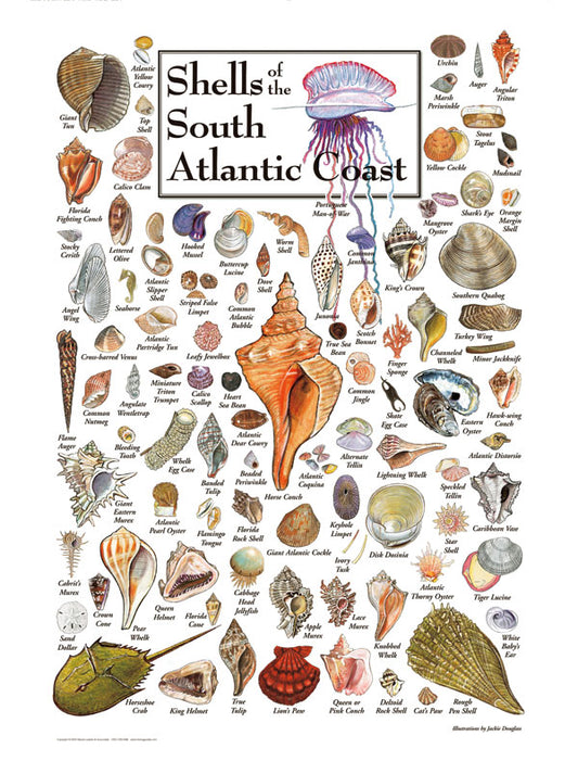 Shells of the South Atlantic Coast - Heritage Puzzle