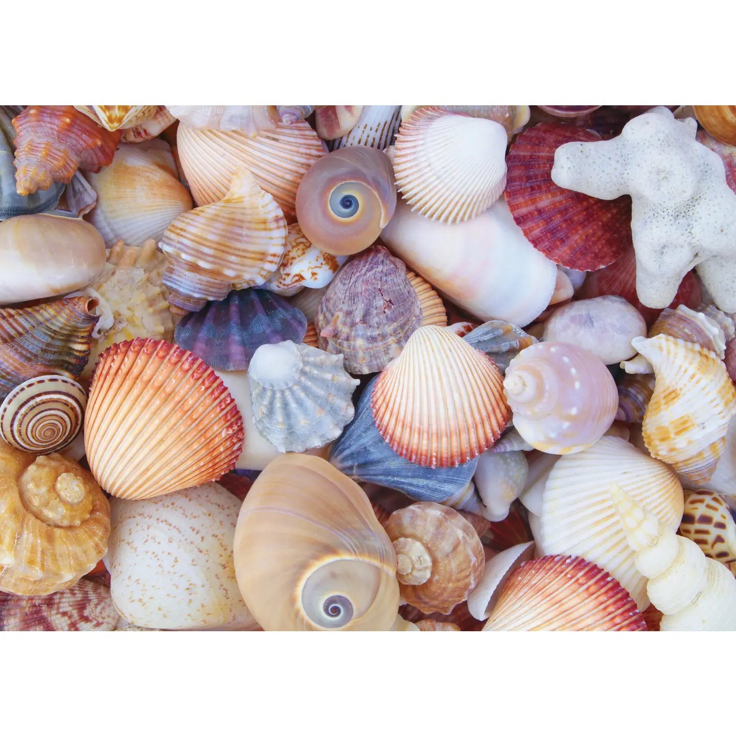 All the Shells 1000 Piece Jigsaw Puzzle