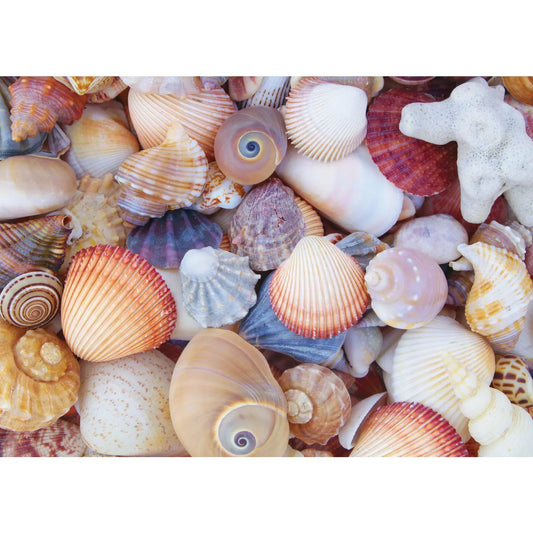 All the Shells 1000 Piece Jigsaw Puzzle