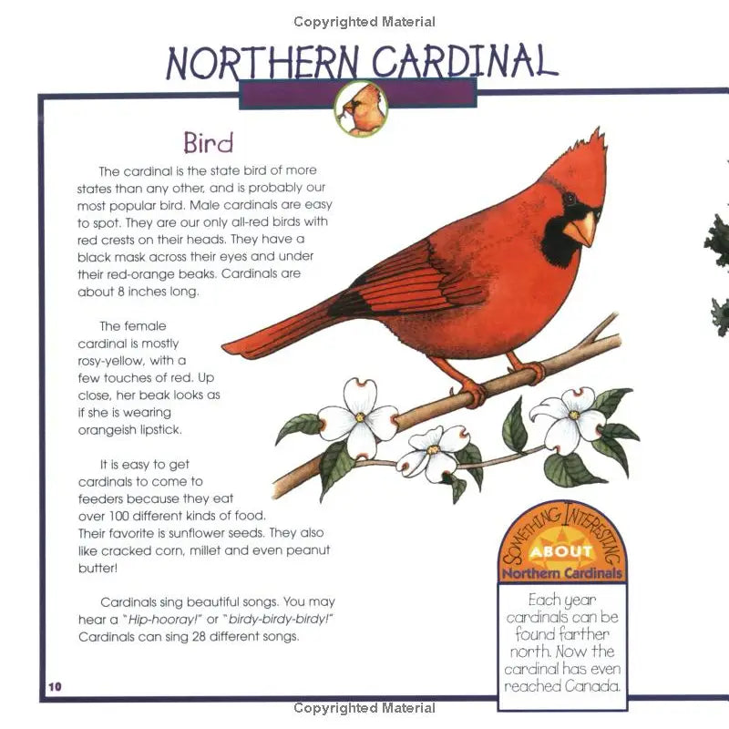 Birds, Nests and Eggs