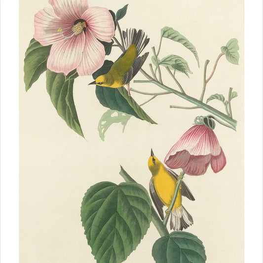 Songbirds Boxed Notecard Assortment