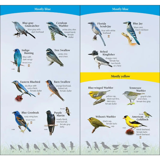 Birds of the South Quick Guide