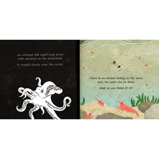 Shine-A-Light, Secrets of the Seashore