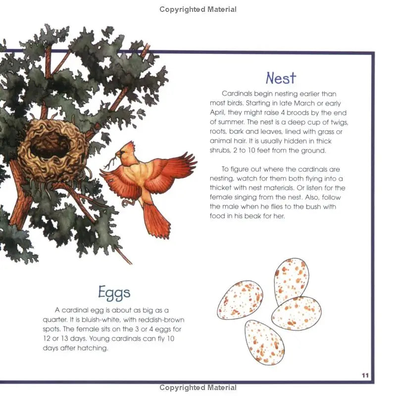 Birds, Nests and Eggs