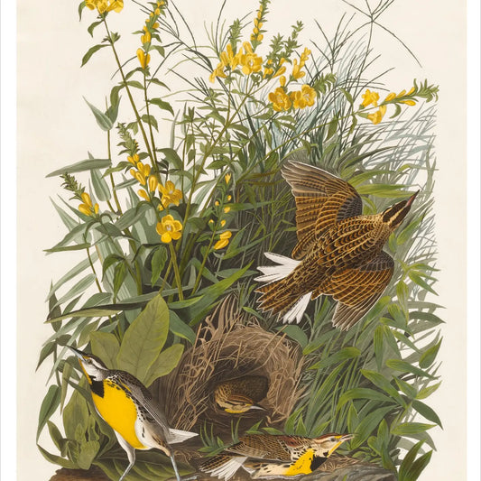 Songbirds Boxed Notecard Assortment