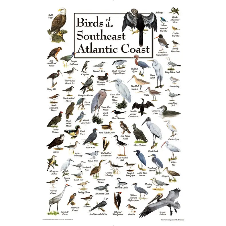 Birds of the South Atlantic Coast