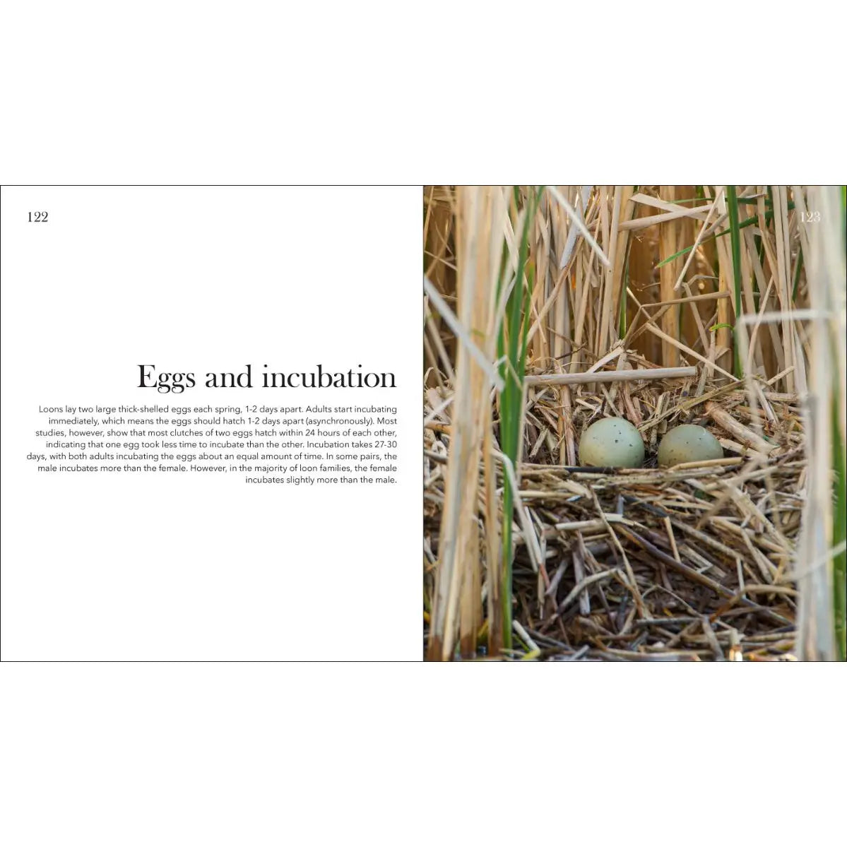 Loons: The Iconic Waterbirds