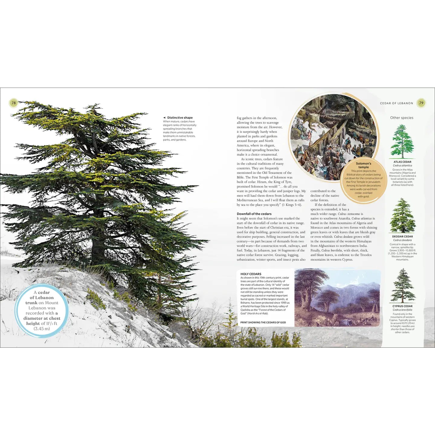 Tree Book