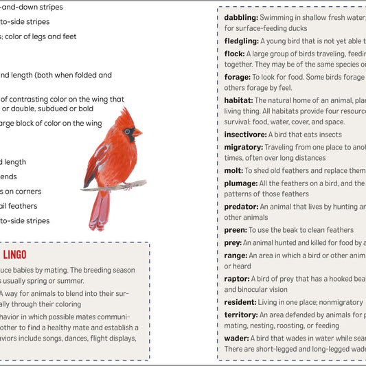 Bird Watching Book for Kids