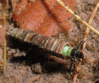 Creek Critters, Paperback
