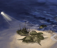 Moonlight Crab Count