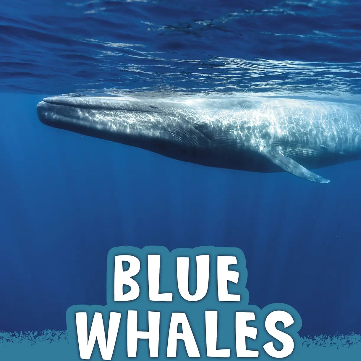 Blue Whales