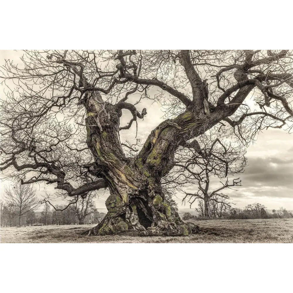 Oak: From Seed to Ancient tree, Hardcover