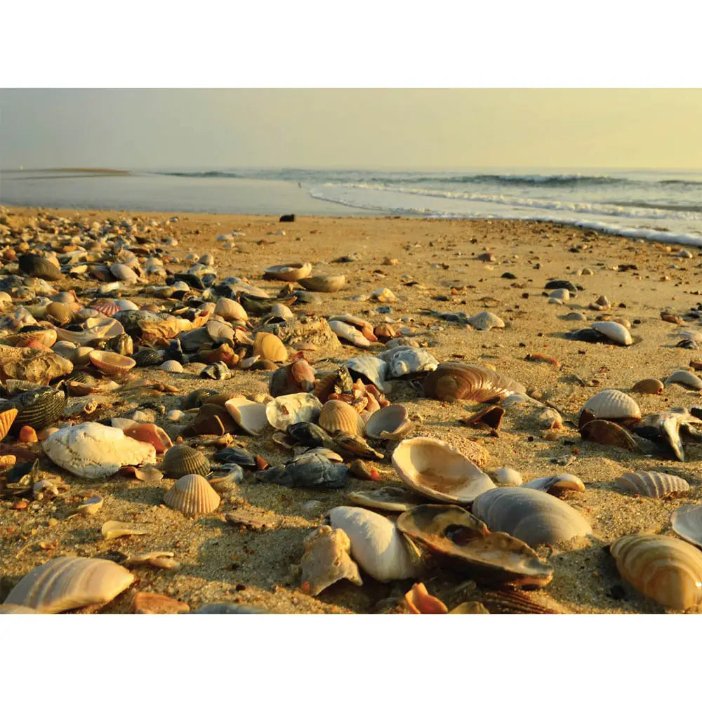 Low Tide/Doran
