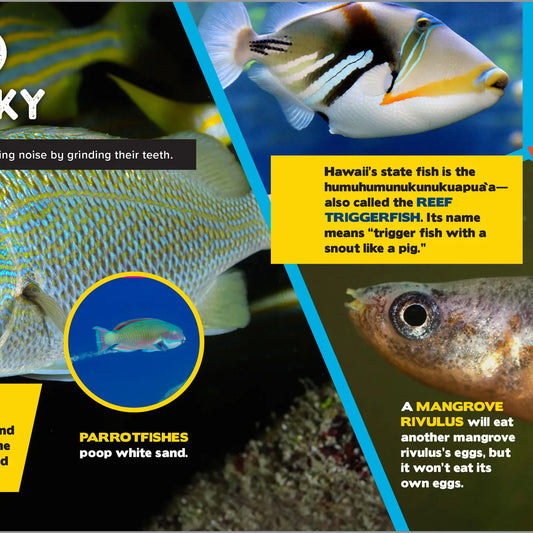 The Fascinating Ocean Book for KIDS