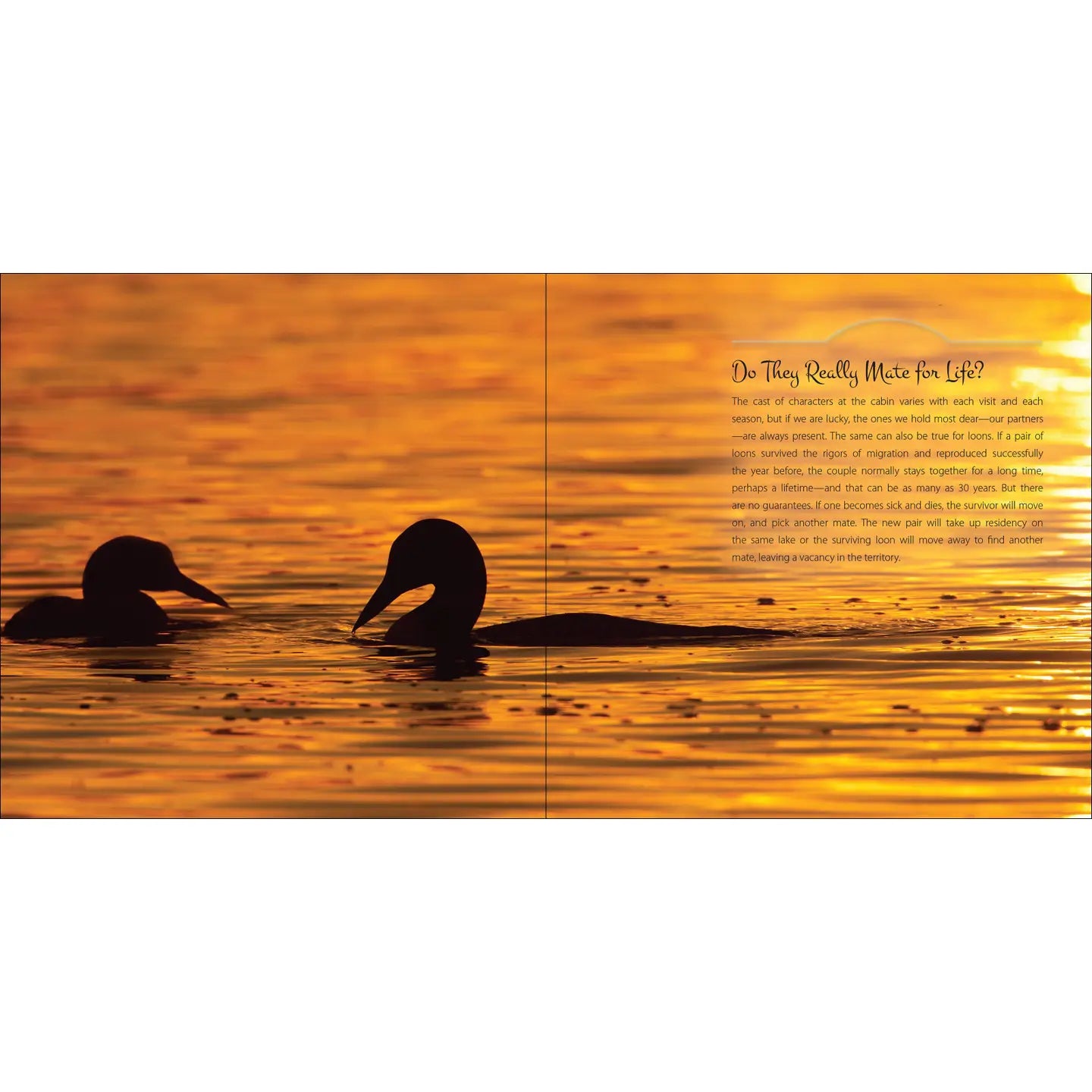 Our Love of Loons