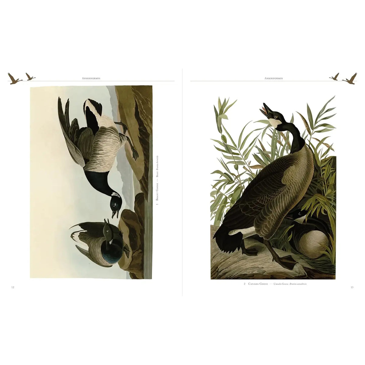 Audubon's Birds of America by John James