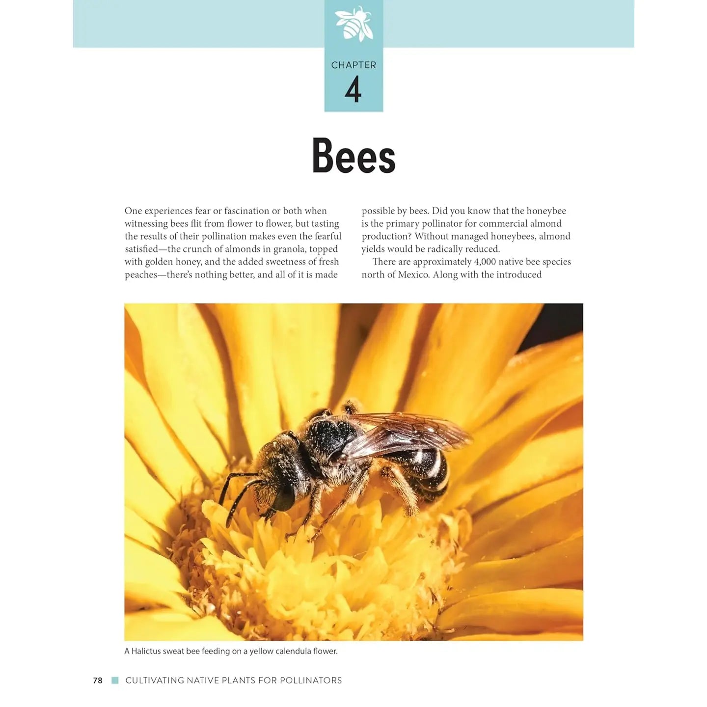 Cultivating Native Plants for Pollinators