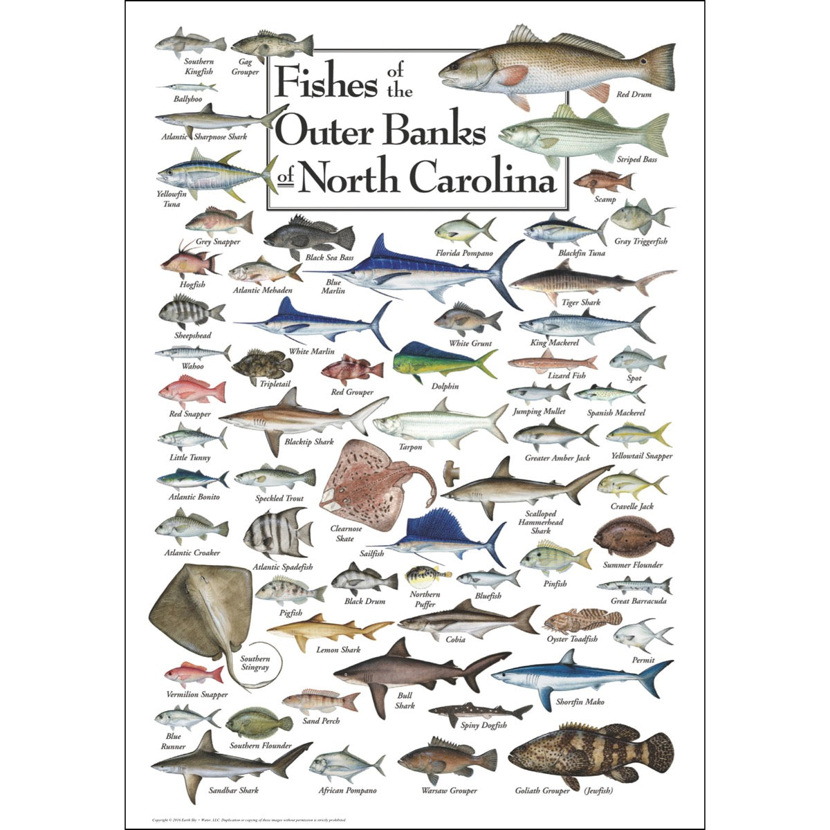 Fishes of the Outer Banks Puzzle