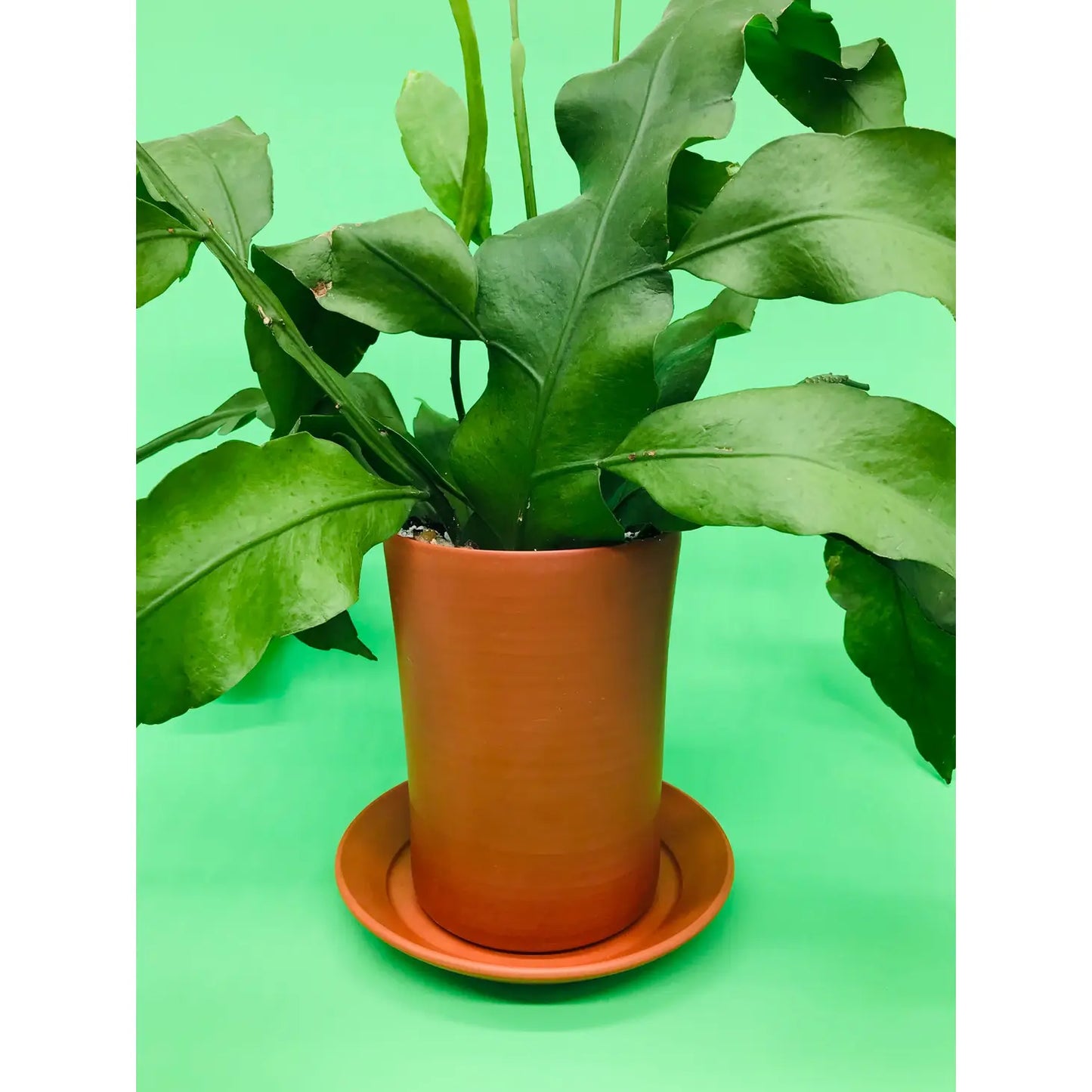 Fin Terracotta Clay Planter