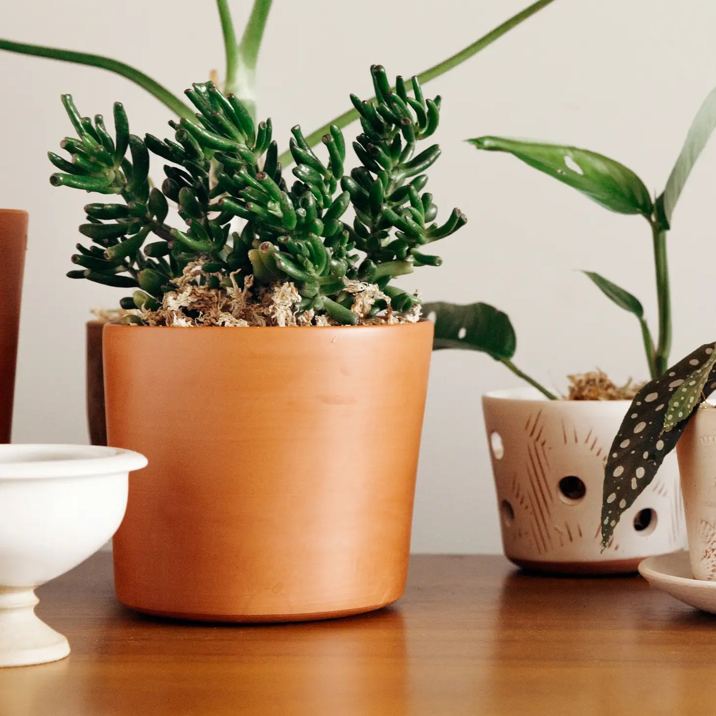 Reed Terracotta Clay Pot & Saucer