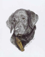 CSI "Scout" by Cary Savage-Ingram