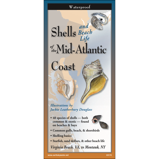 Shells of the Mid-Atlantic Coast
