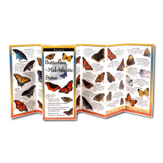 Common Butterflies of the Mid-Atlantic