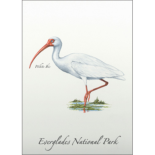 White Ibis Greeting Card