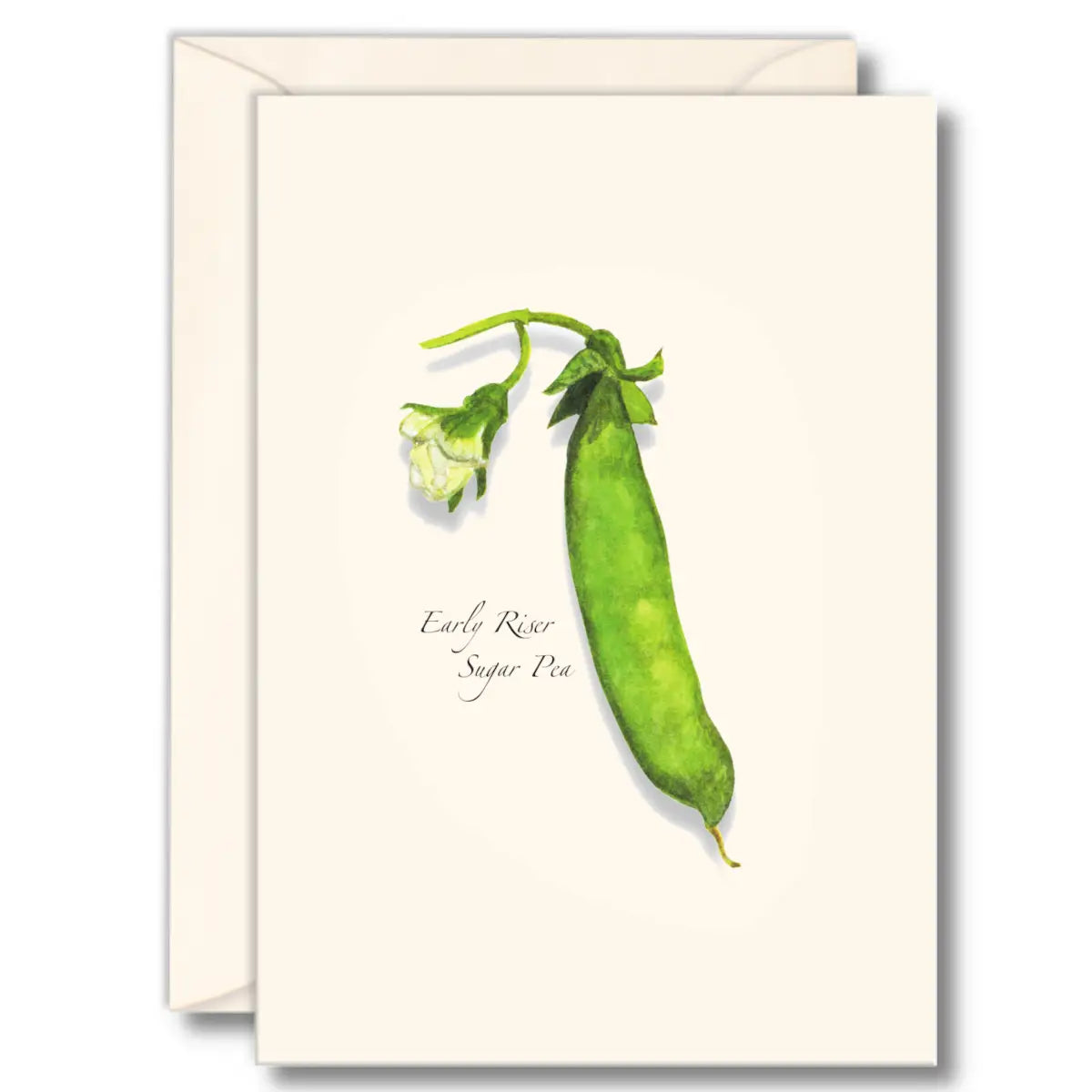 Heirloom Pea Note Cards