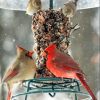 WildBird Feast Cylinder-Small