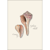 Seashell Boxed Note Cards, Assorted