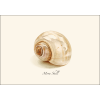 Moon Shell - Box Cards