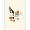 Seashell Assortment II - Boxed Notes