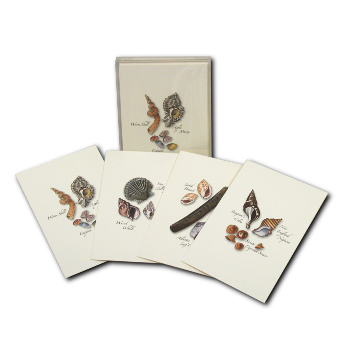 Seashell Assortment II - Boxed Notes