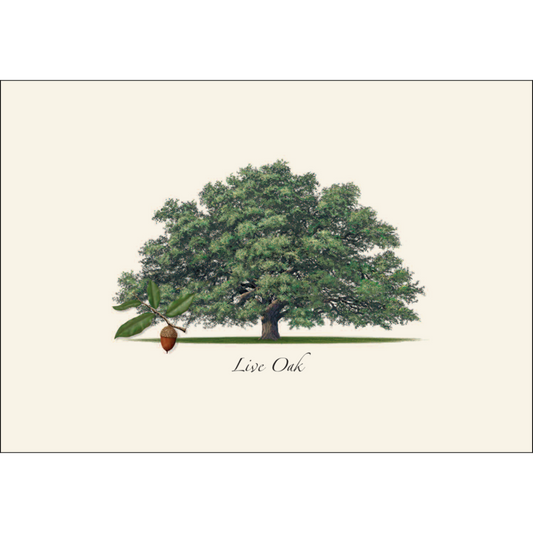 Live Oak Boxed Note Cards