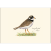 Shorebird II Assortment - Note Cards