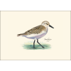 Shorebird II Assortment - Note Cards