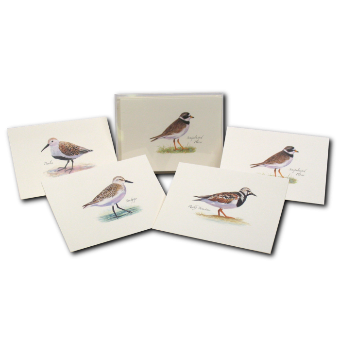 Shorebird II Assortment - Note Cards