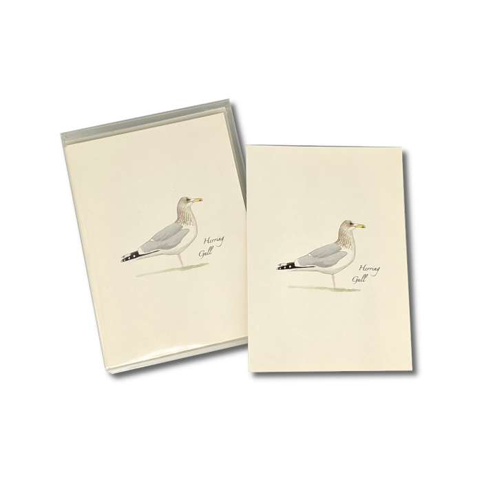 Herring Gull - Boxed Note Cards