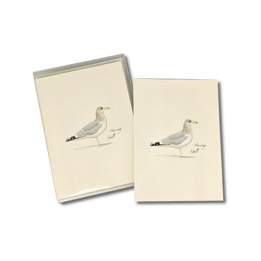Herring Gull - Boxed Note Cards