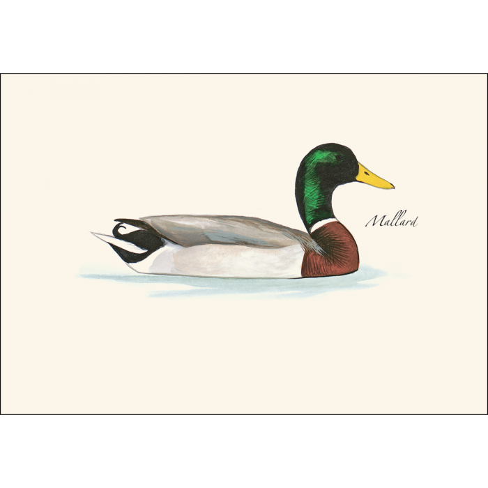 Sibley's Duck Boxed Note Assortment
