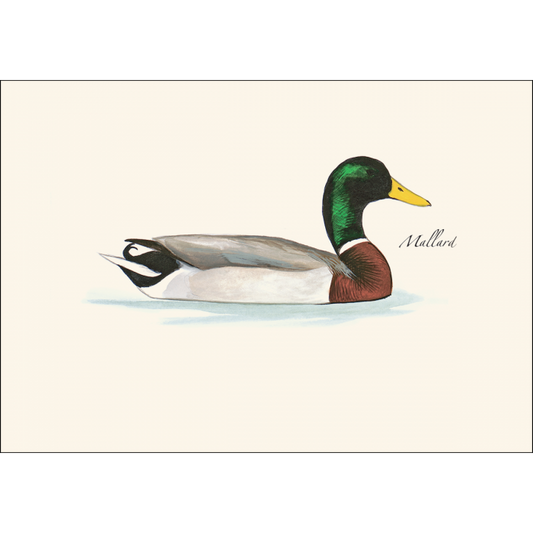 Sibley's Duck Boxed Note Assortment