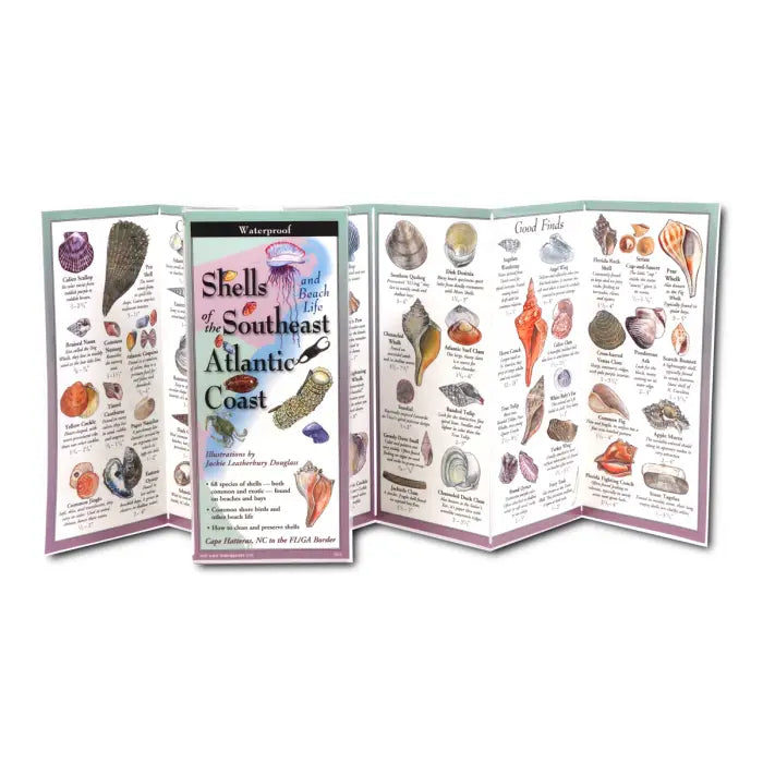 Shells of the Southeast Atlantic Coast Waterproof Folding Field Guide