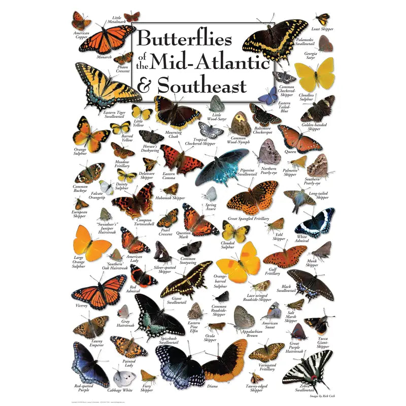 Butterflies of Mid-Atlantic & The Southeast-Heritage Puzzle